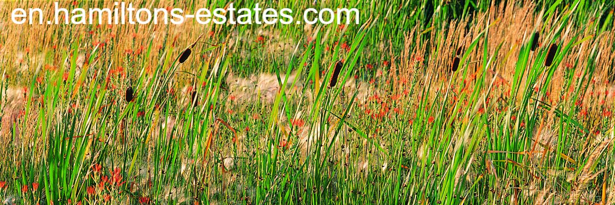 en.hamiltons-estates.com